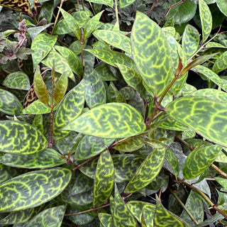 Aeschynanthus longicaulis