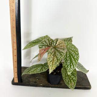 Begonia 'Snow Capped' (Variegated) [#2171]