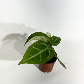 Z-5020 - Anthurium 'Tezula Dreamweaver'/dorayaki x 'Chuck Norris' - Seedling
