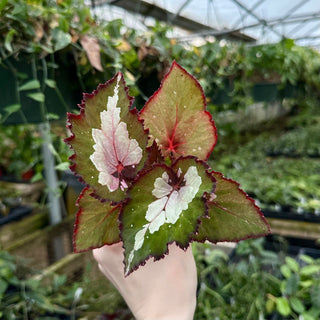 Begonia 'Steve's Leaves Pearly'