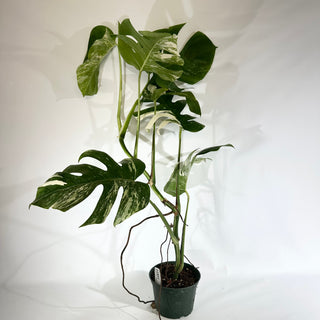 Monstera deliciosa var. borsigiana albo-variegata [#1851]