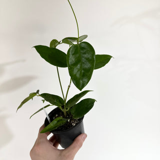 Hoya onychoides