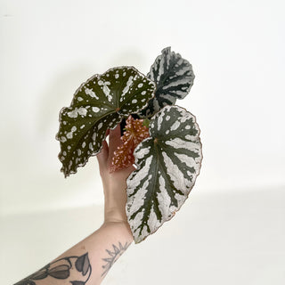 Begonia 'Silver Beauty' [#2158]