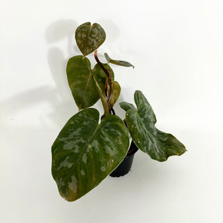 Z-4418 - Philodendron aff. brandtianum (Shingling Form)