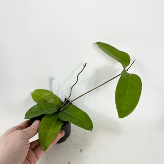 Hoya sp. Papua Skow [#1632]