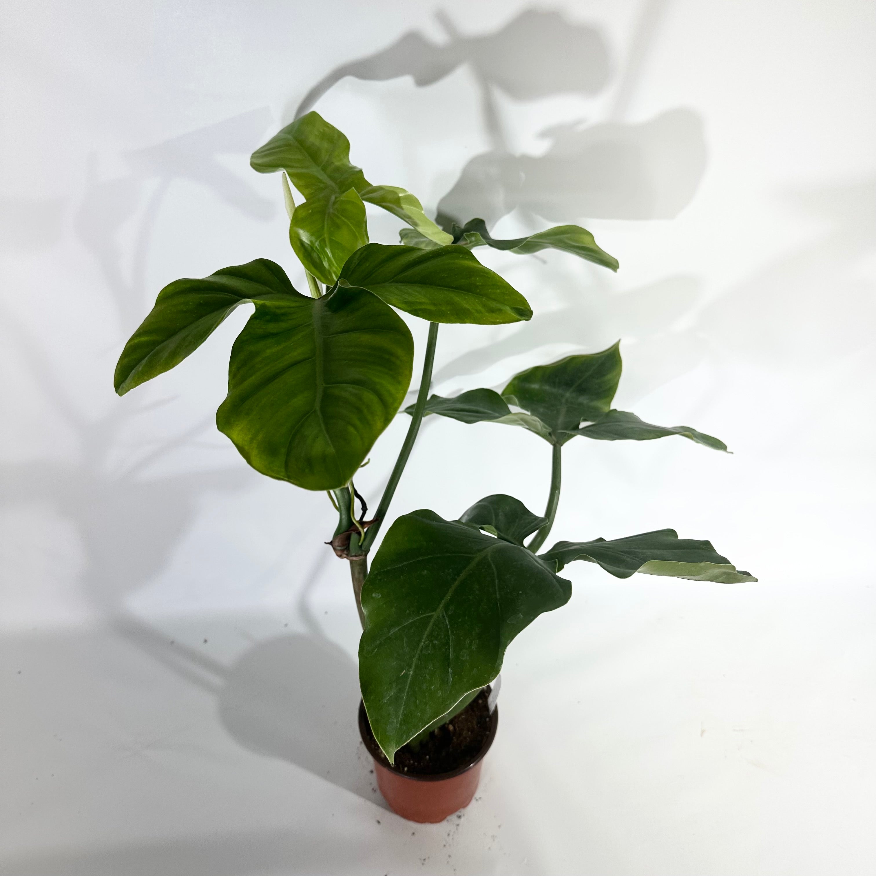 philodendron pot Philodendron barrosoanum