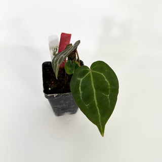 Anthurium crystallinum/magnificum x 'Doc Block F2' [#1336]