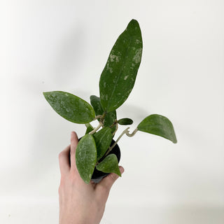 Hoya 'Stevo' (RHM 011-05)