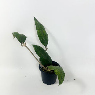 Hoya sp. Nong Nooch [#1961]