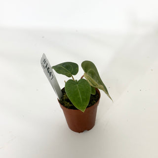 Anthurium 'Chuck Norris' x self - Seedling [#1647]