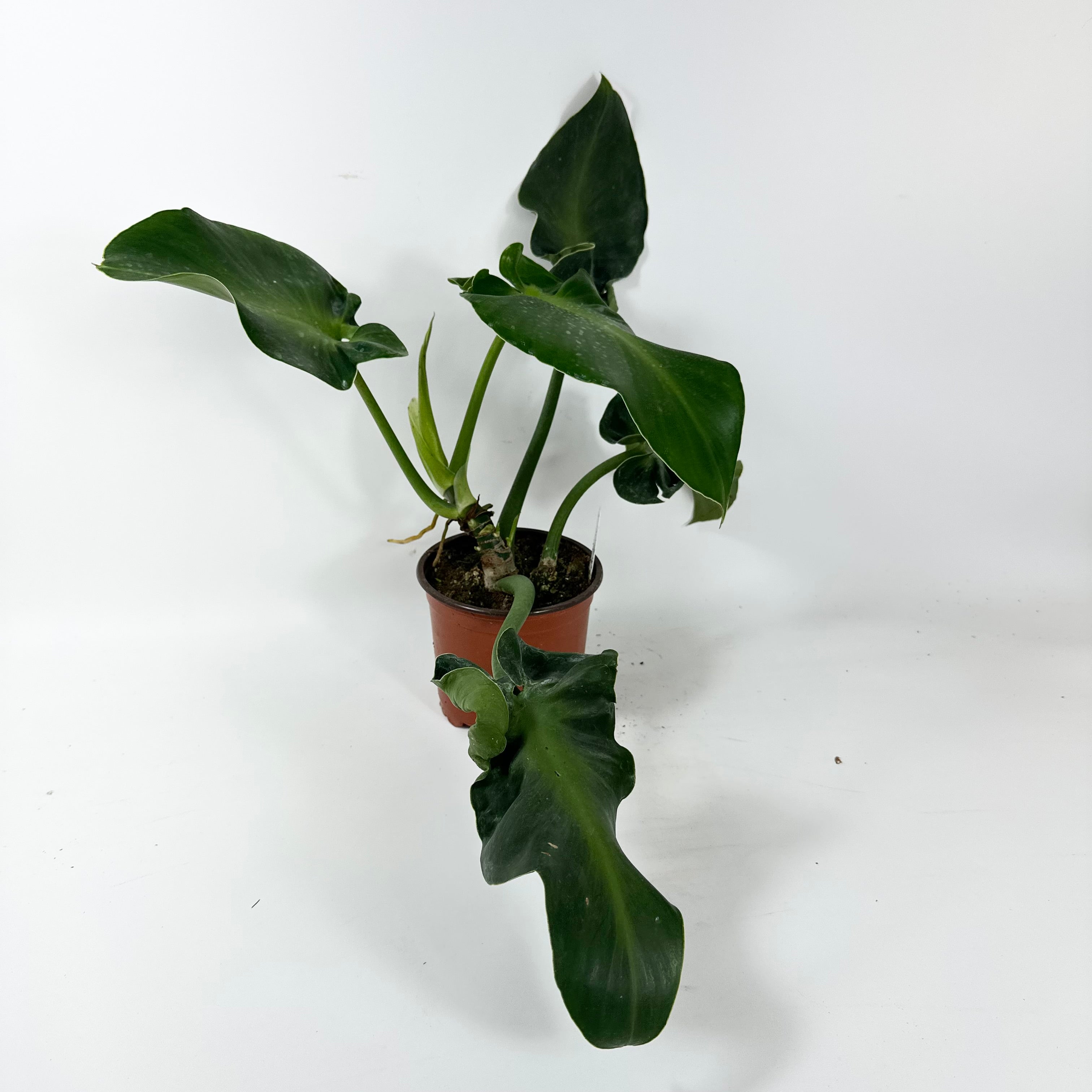 philodendron argyraeus Philodendron rugosum (Aberrant Form) – Steve's Leaves