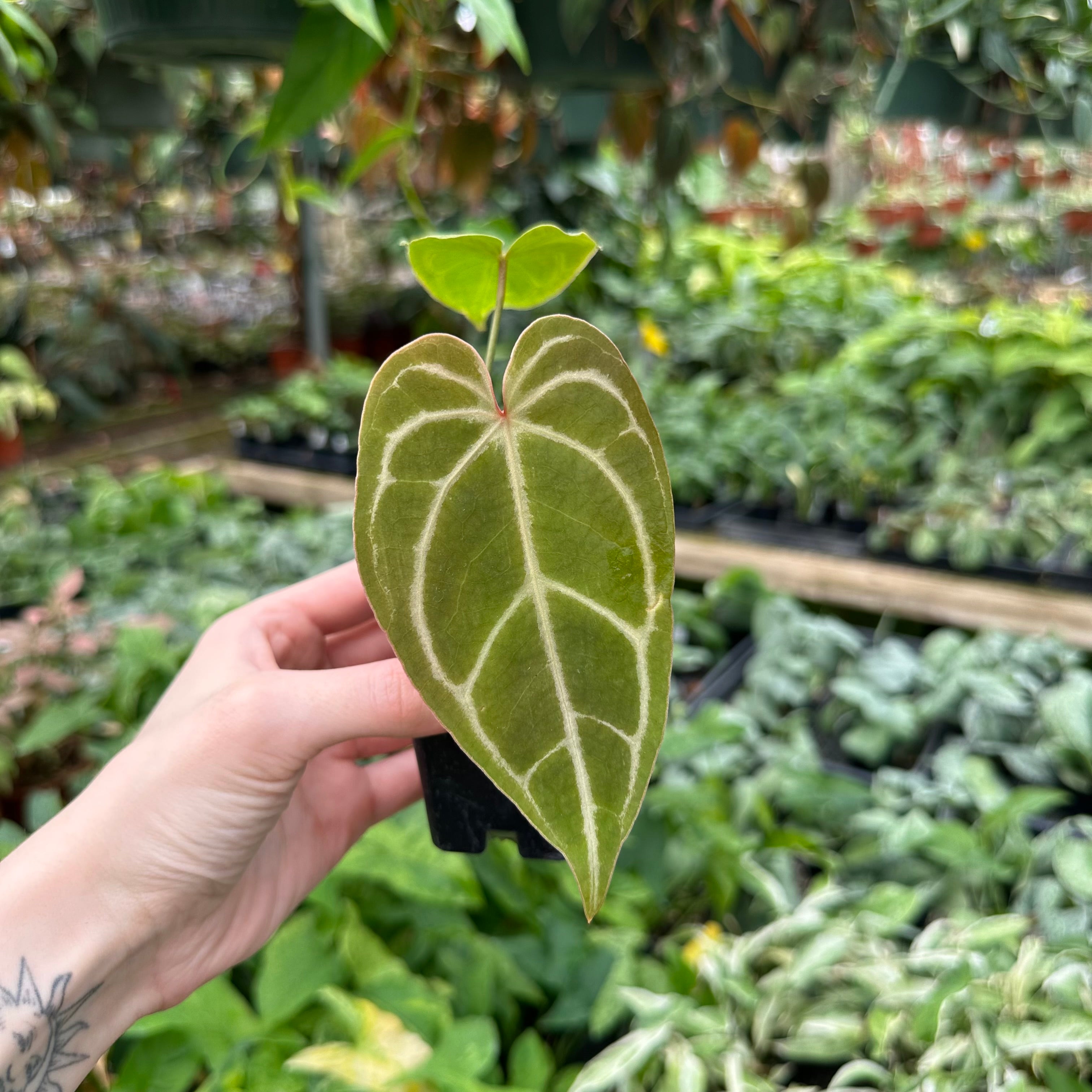 anthurium green savannah Anthurium magnificum verde x 'Zara' – Steve's Leaves