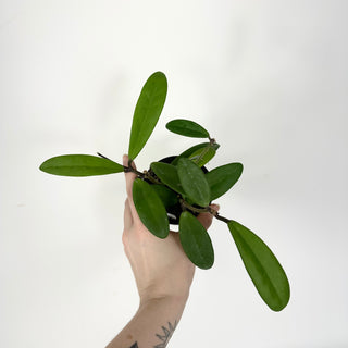 Hoya revolubilis [#2320]