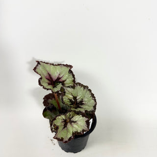 Begonia 'Sardanna' [#2147]