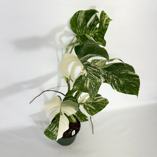 Monstera deliciosa var. borsigiana albo-variegata [#1533]