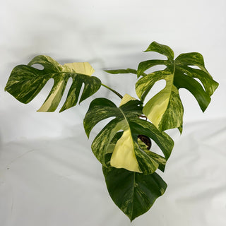Monstera deliciosa 'Marmorata' [#1520]