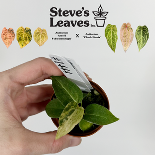 Anthurium 'Arnold Schwarzenegger' x 'Chuck Norris' - Seedling [#1444]