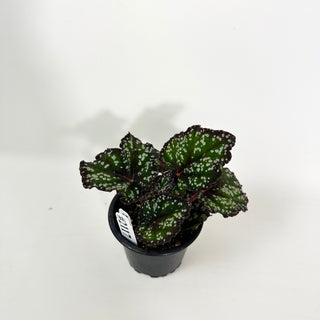 Begonia 'Fairytale' [#2117]
