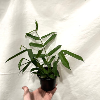 Hoya pandurata