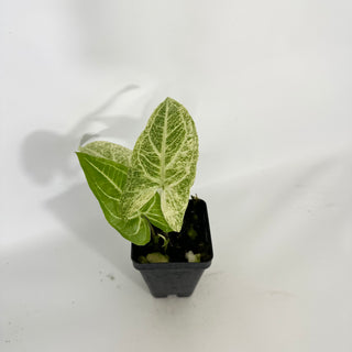Z-4618 - Syngonium podophyllum 'Batik' variegata
