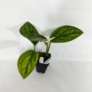 Z-4584 - Monstera sp. 'Peru' variegata
