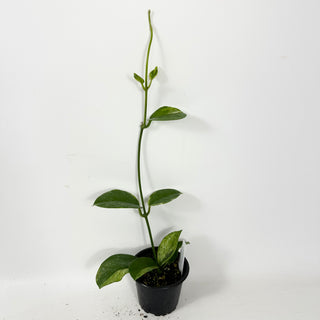 Hoya australis albo-marginata [#2413]