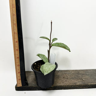 Hoya carnosa 'Grey Ghost' [#1695]