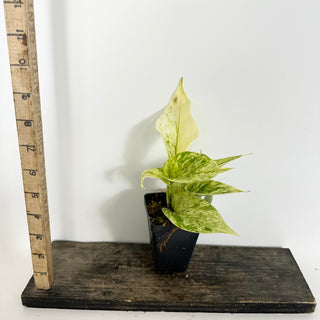 Epipremnum aureum 'Scrambled Eggs' [#2306]