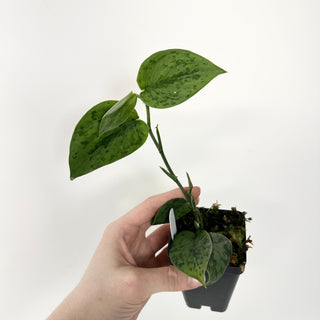 Scindapsus pictus 'Green Army'