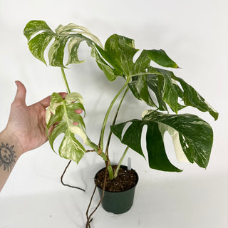 Monstera deliciosa var. borsigiana albo-variegata [#2089]