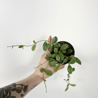 Hoya sp. ETS 10 [#1747]