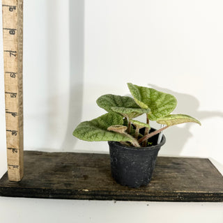 Begonia U702 [#2239]