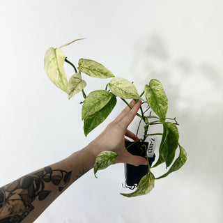 Z-4823 - Monstera adansonii ssp. laniata variegata **NEW**