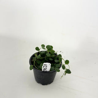 Hoya wenshanensis [#2362]