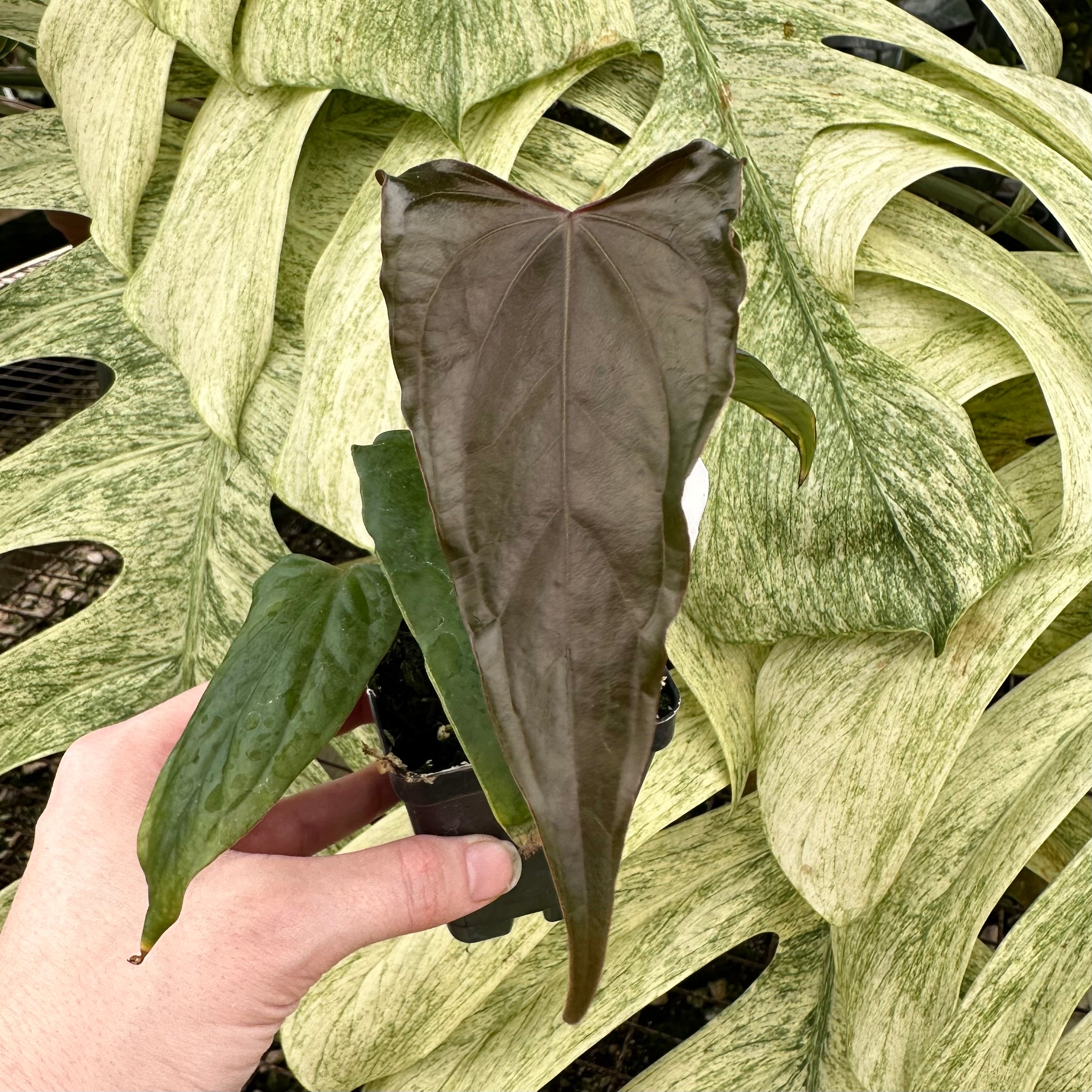 dark leaf anthurium Anthurium 'Prince of Darkness' x nigrolaminum 'Gigi'