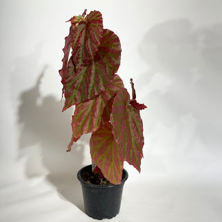 Begonia "Crazy Pink" [#1892]