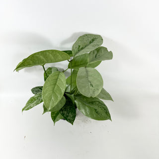 Hoya coriacea (silver) [#2452]
