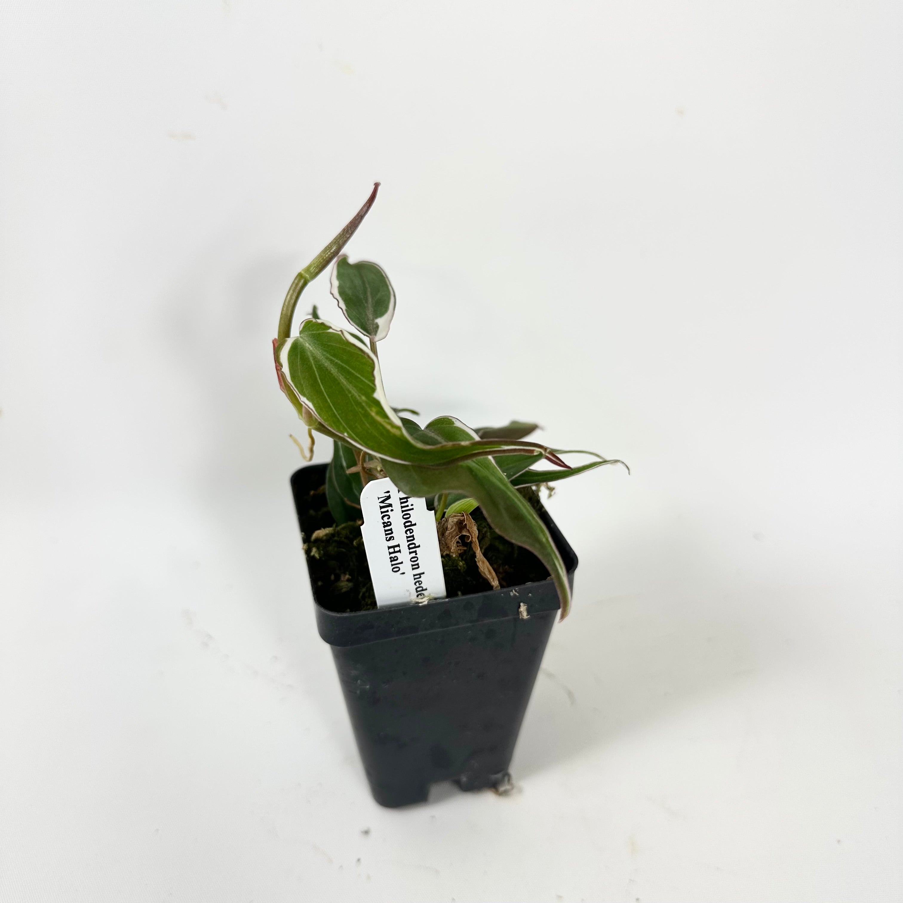 philodendron micans halo variegated Philodendron hederaceum 'Micans Halo' – Steve's Leaves