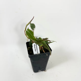 Philodendron hederaceum ‘Micans Halo’