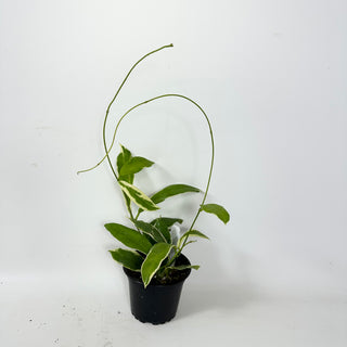 Hoya pimenteliana (outer variegated) [#2407]