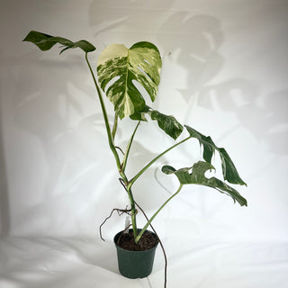 Monstera deliciosa var. borsigiana albo-variegata [#1801]