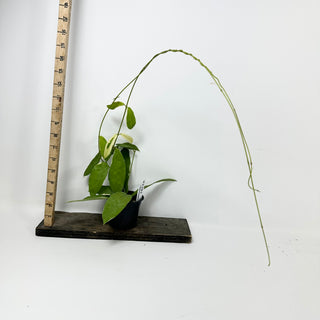 Hoya pimenteliana (outer variegated) [#2381]