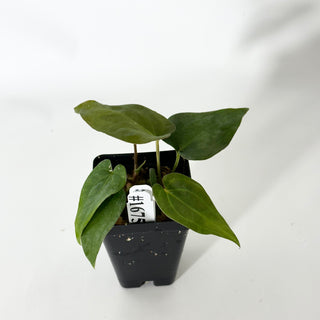 Anthurium Wu papillilaminum x 'Arnold Schwarzenegger' [#1675]