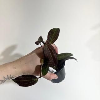 Hoya sp. "Red" [#2000]
