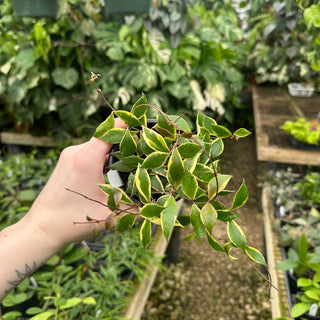 Hoya bakoensis (outer-variegated)