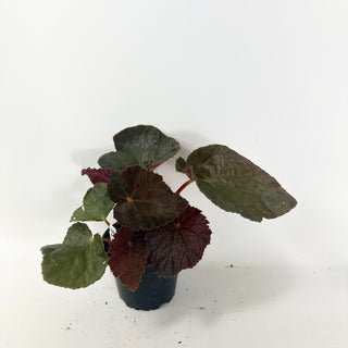Begonia 'Steve's Leaves Bloodmoon' [#1928]