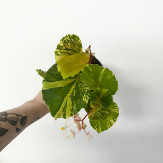 Z-5164 - Begonia cucullata (variegated)