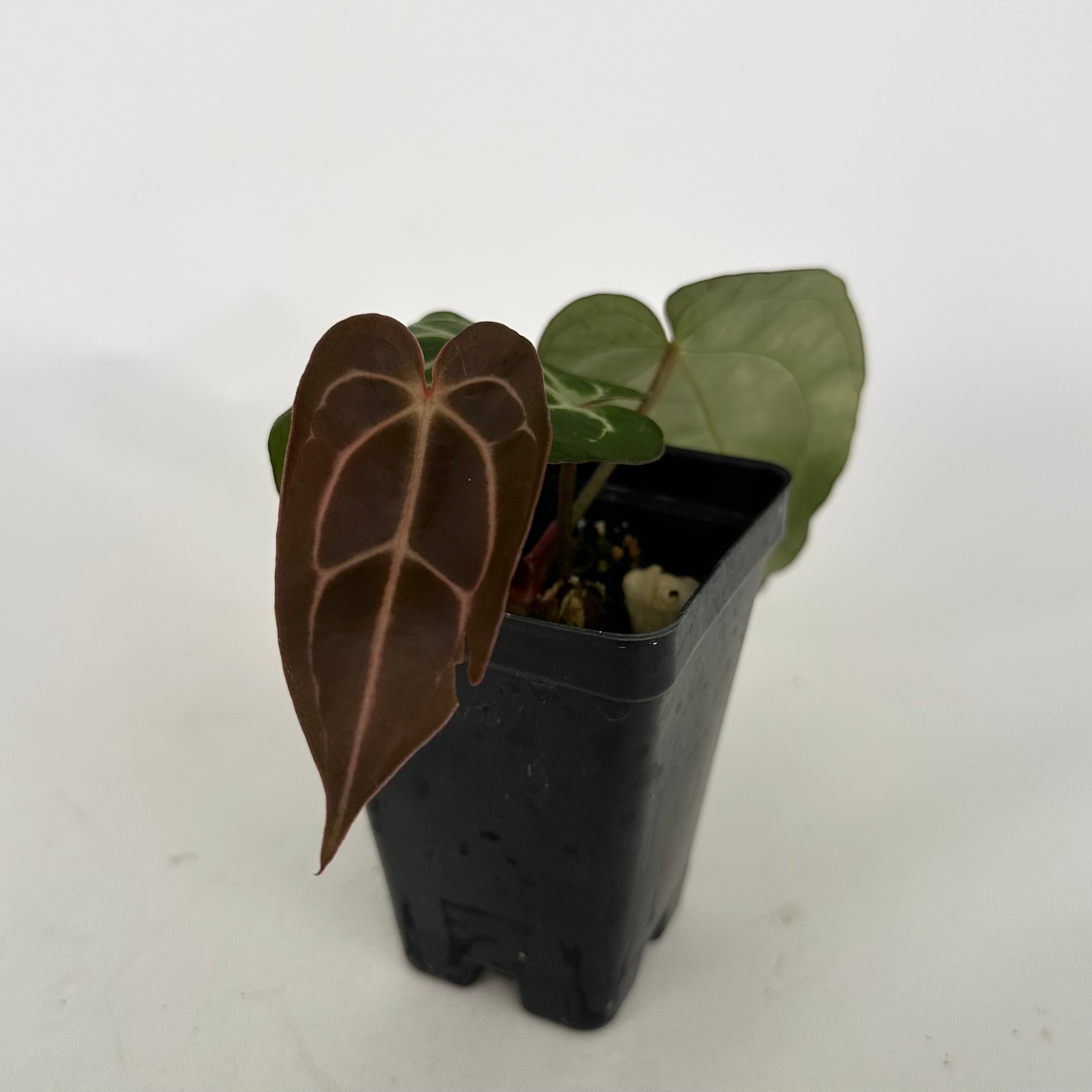 anthurium carlablackiae for sale Anthurium carlablackiae x 'Doc Block F2'
