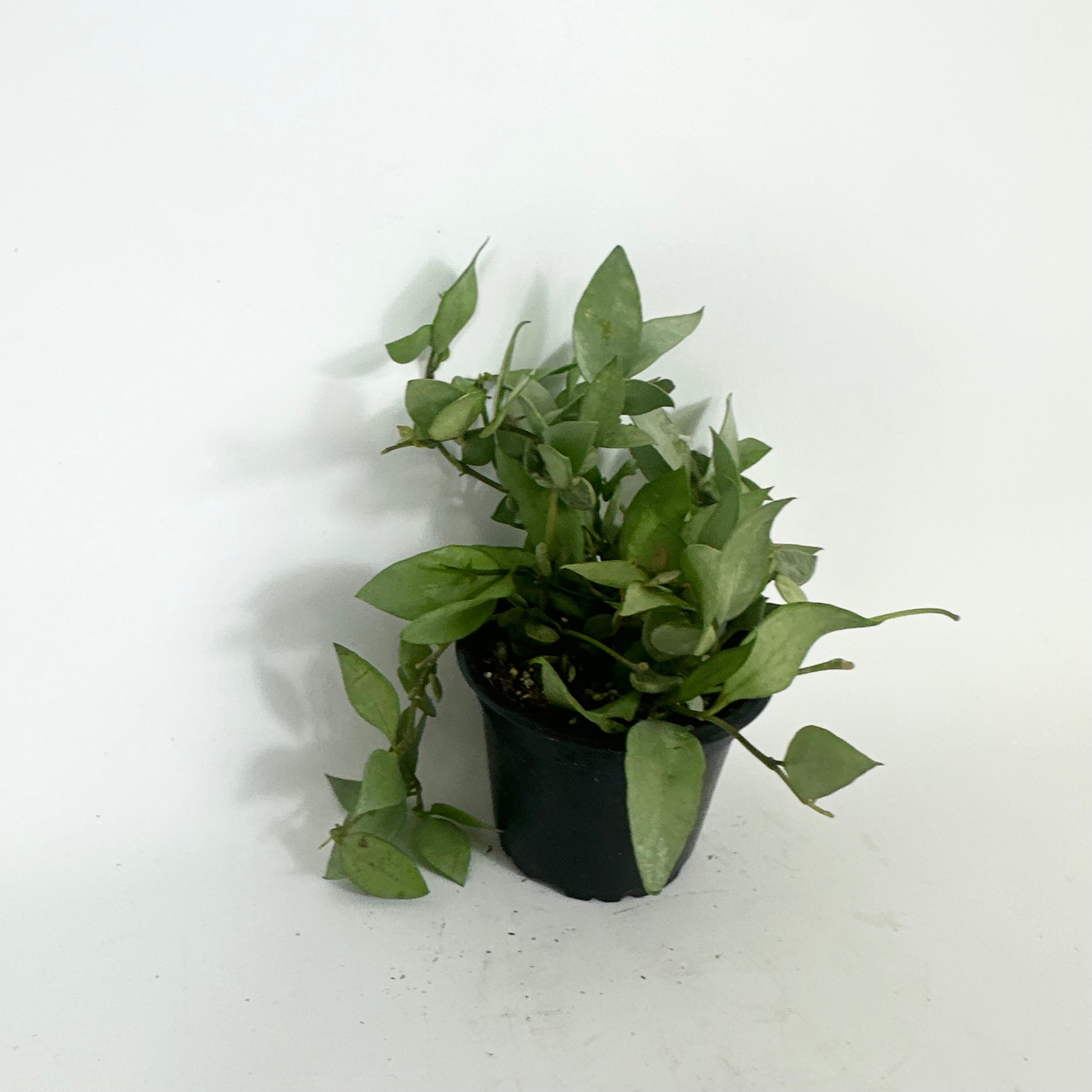 Z-5206 - Hoya lacunosa Orange Skin – Steve's Leaves