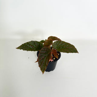 Begonia darthvaderiana/malachosticta x negrosensis [#2159]